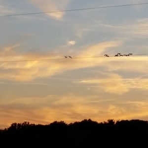 Meet your Posher, Troy